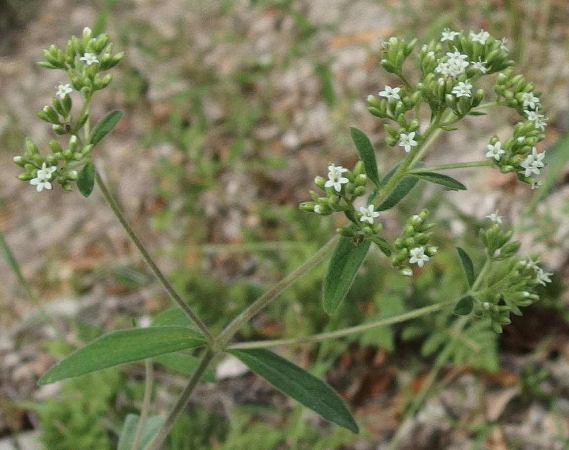 Stevia salicifolia image