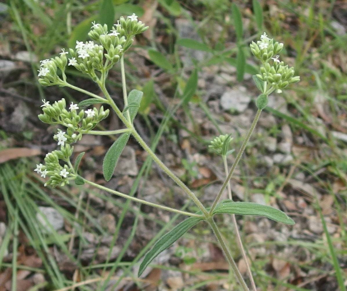 Stevia salicifolia image