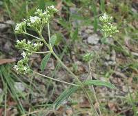 Stevia salicifolia image