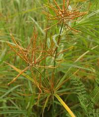 Cyperus esculentus image