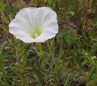 Ipomoea thurberi image