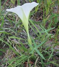 Ipomoea thurberi image