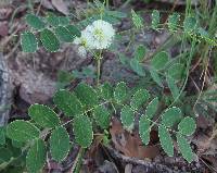 Calliandra humilis var. reticulata image