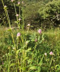 Gomphrena nitida image