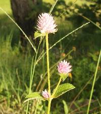 Gomphrena nitida image