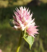 Gomphrena nitida image