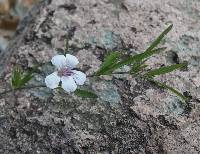 Dyschoriste schiedeana var. decumbens image