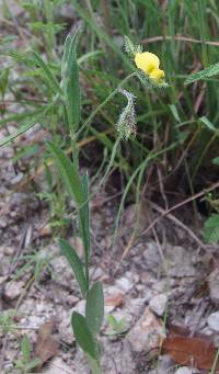 Crotalaria sagittalis image