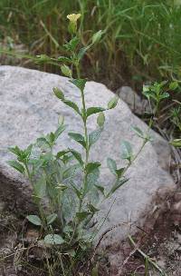 Mecardonia procumbens image