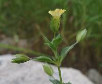 Mecardonia procumbens image