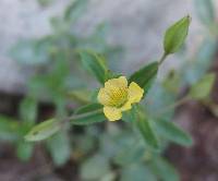 Mecardonia procumbens image