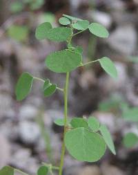 Euphorbia subreniformis image