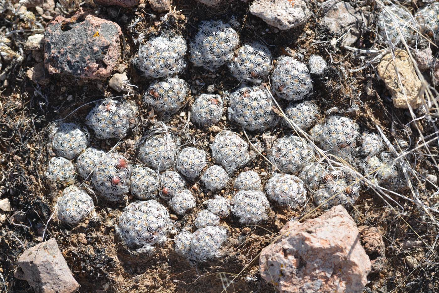 Mammillaria saboae var. haudeana image