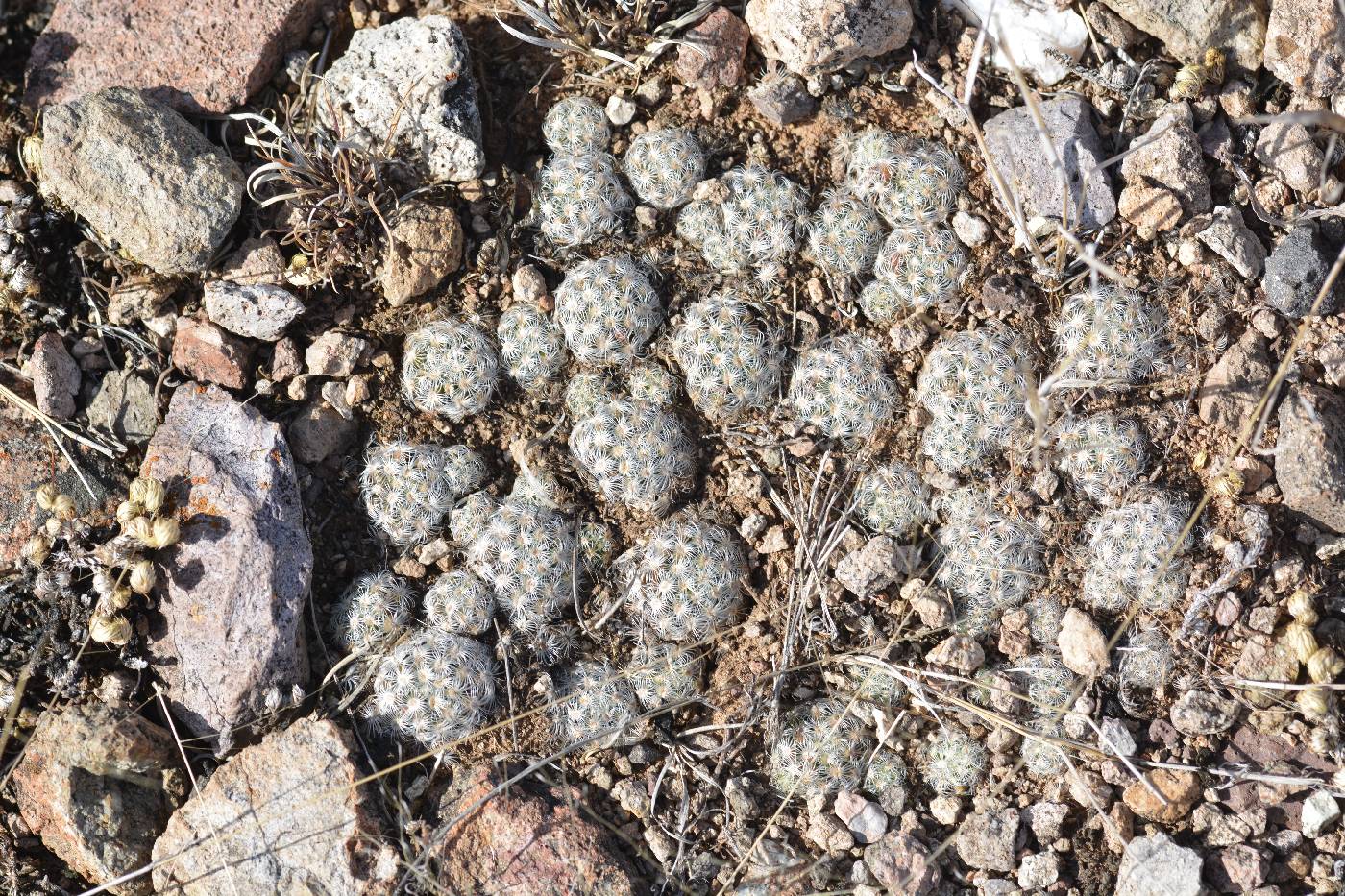Mammillaria saboae image