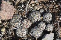 Mammillaria saboae var. haudeana image