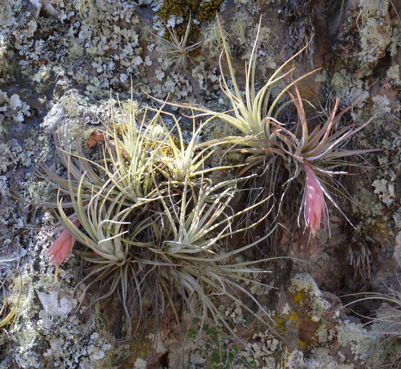 Tillandsia erubescens image