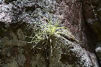 Tillandsia erubescens image