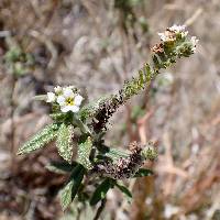 Euploca procumbens image