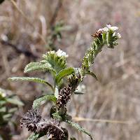 Euploca procumbens image