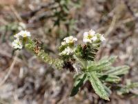 Euploca procumbens image