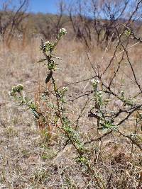 Euploca procumbens image