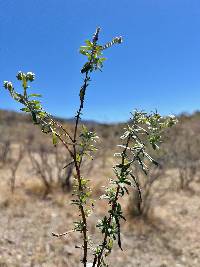 Euploca procumbens image