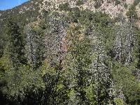 Pseudotsuga menziesii image