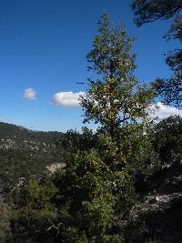 Pseudotsuga menziesii image