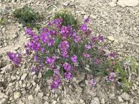Astragalus spatulatus image