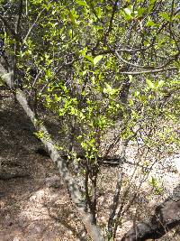 Prunus serotina image