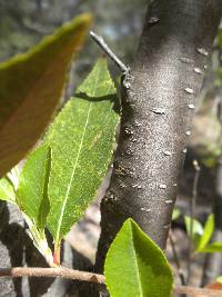 Prunus serotina image