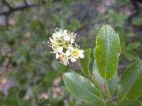 Prunus serotina image