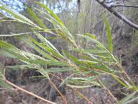 Salix exigua image
