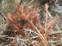Andropogon eremicus image