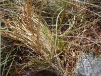 Andropogon eremicus image