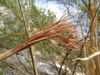 Andropogon eremicus image
