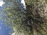 Salix gooddingii image