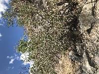 Morus microphylla image