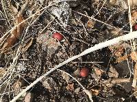 Erythrina flabelliformis image