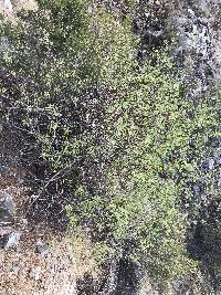 Salix bonplandiana image