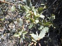 Quercus turbinella image
