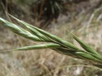 Bromus marginatus image