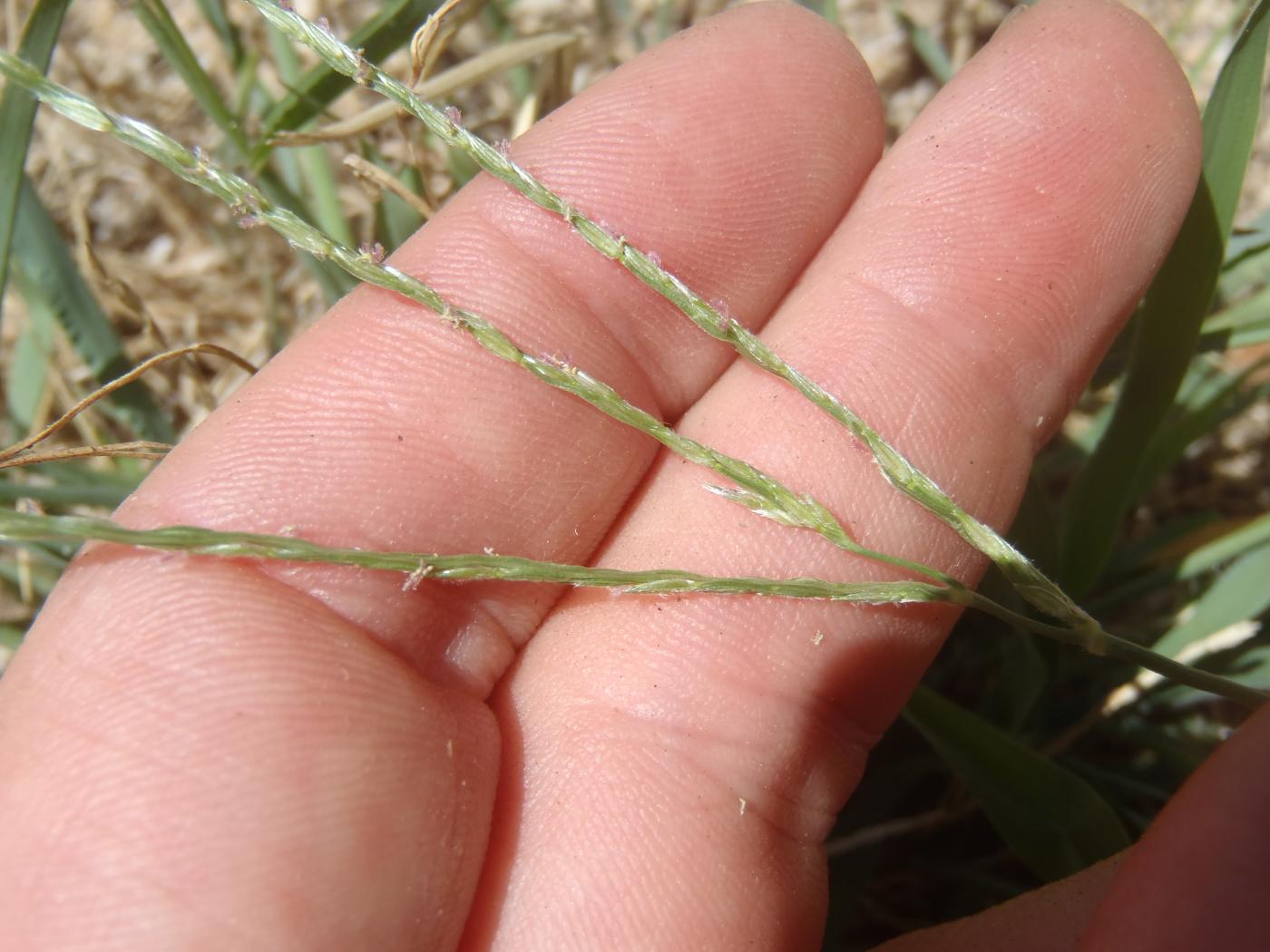 Digitaria ciliaris image