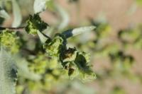 Ambrosia deltoidea image
