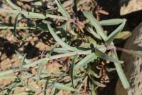 Penstemon parryi image