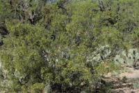 Larrea tridentata image
