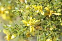Larrea tridentata image