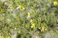 Larrea tridentata image