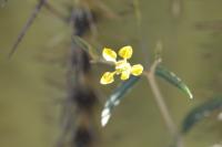 Cottsia gracilis image