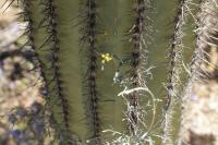 Cottsia gracilis image